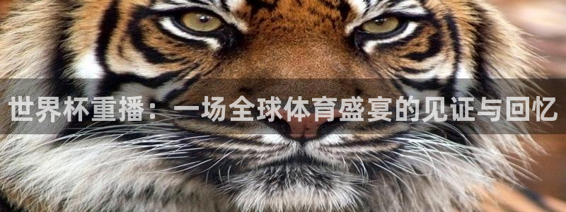 世界杯球队排名:世界杯重播:一场全球体育盛宴的见证与回忆